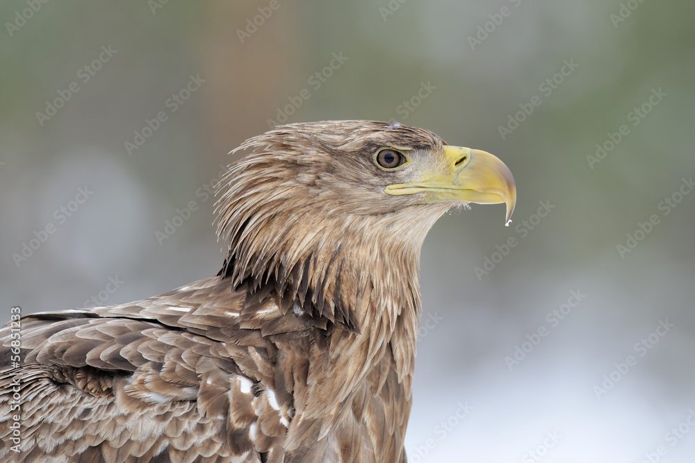 White-tailed eagle (Haliaeetus albicilla) portrait White-tailed eagle (Haliaeetus albicilla) portrait