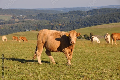 Oben auf dem Berg photo