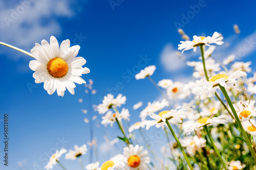 Fototapeta Naklejka Na Ścianę i Meble -  flower