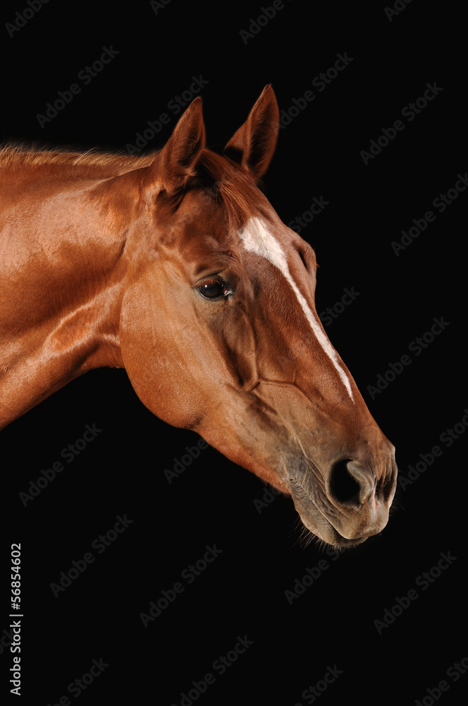 Obraz premium Pferd Fuchsstute Studioportrait