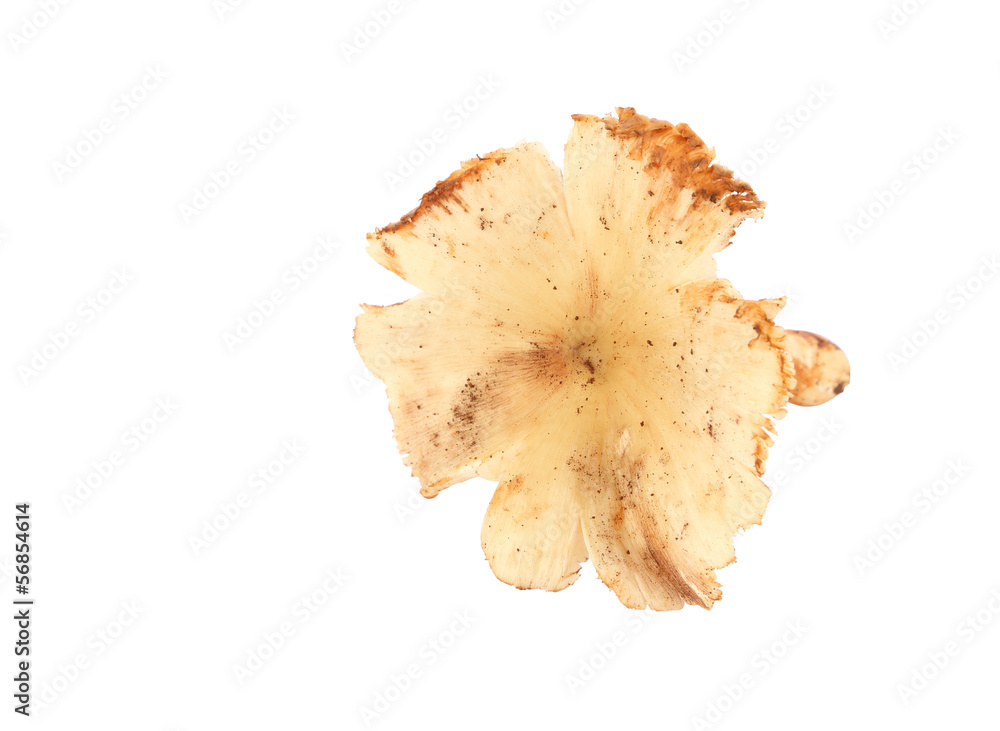 termite mushroom on white background termite mushroom on white background