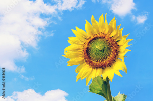 Landscape of sunflower against cloudy blue sky