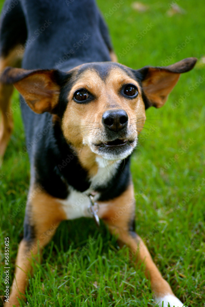 Pinscher beagle sales