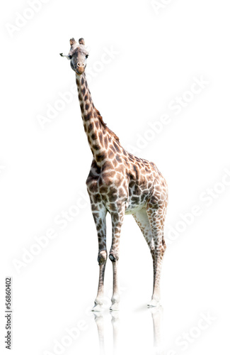 giraffe isolated on a white background