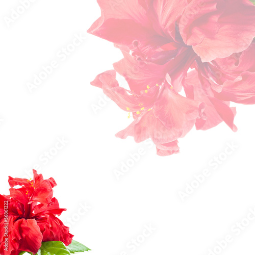 Greeting card with rose.