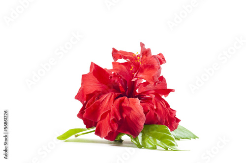 Red rose isolated.