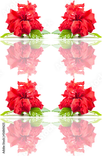 Seamless rose  pattern.