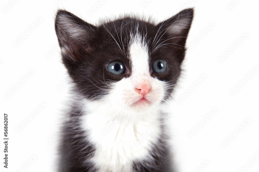 Obraz premium puppy cat on white background