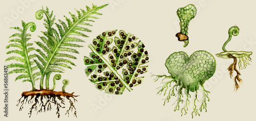 Fern biological cycle illustration