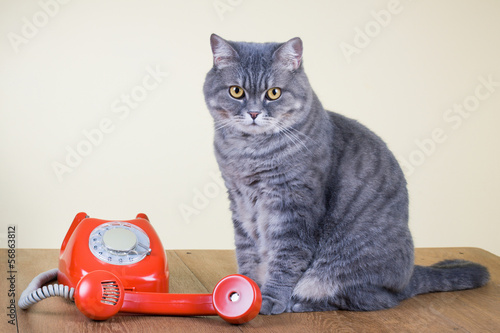 Retro red telephone and big cat on table photo