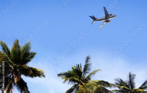 palm and airplane