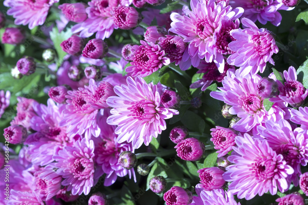 Pink chrysanthemums Pink chrysanthemums
