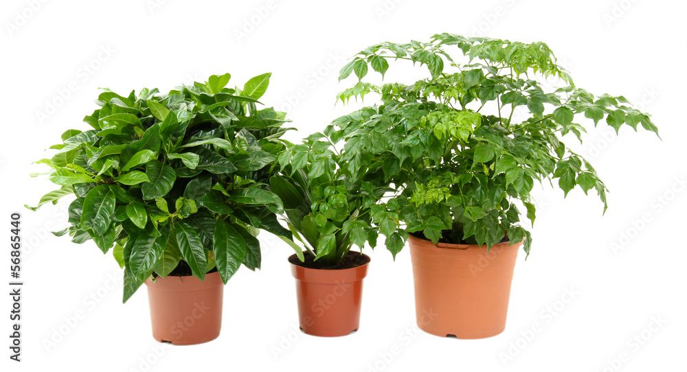 Beautiful flowers in pots isolated on white Beautiful flowers in pots isolated on white