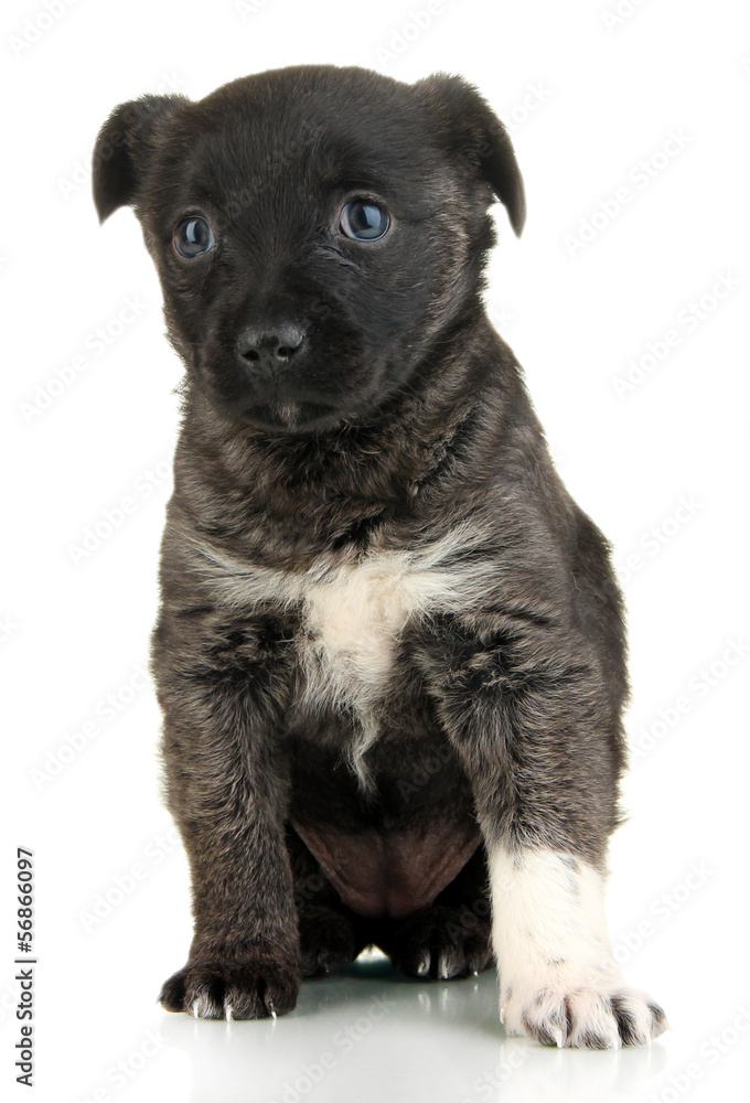 Cute puppy isolated on white