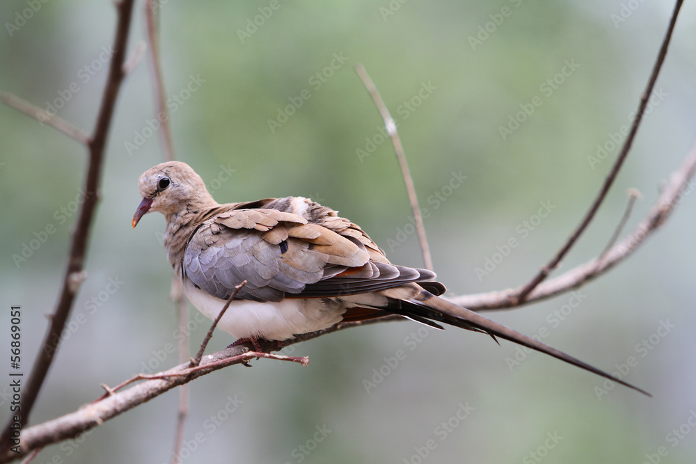 Dove In Tree Dove In Tree