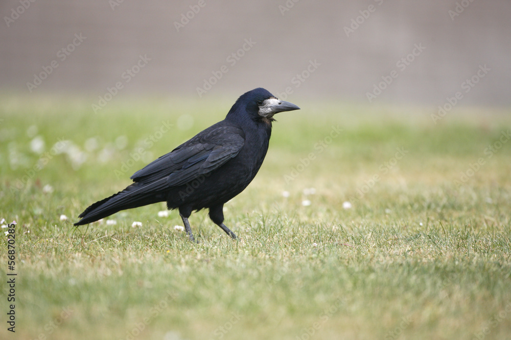 Rook, Corvus frugilegus Rook, Corvus frugilegus