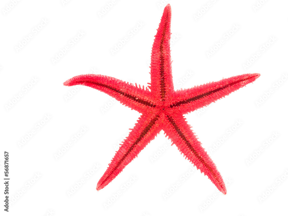 Pink Starfish isolated on white Pink Starfish isolated on white