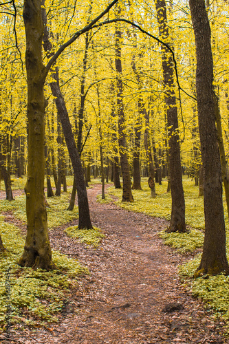 forest road