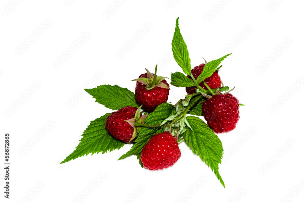 Raspberies Raspberies