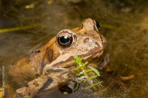 Small common european brown frog in a pond
