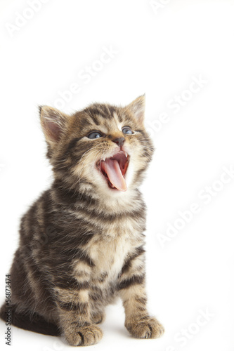 Fototapeta Naklejka Na Ścianę i Meble -  Cute kitten with mouth open, white background.