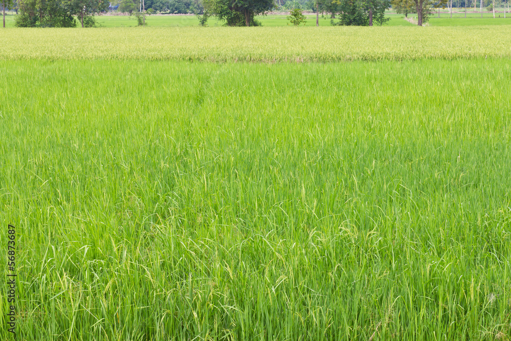 Obraz premium Background of the green paddy fields and golden grains grow