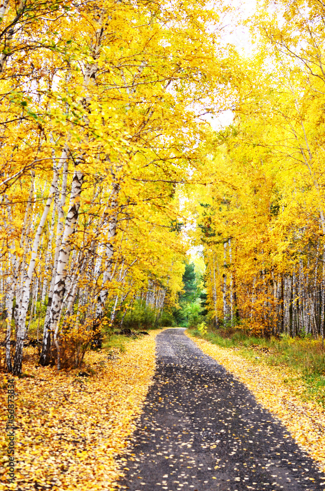 Fototapeta premium autumn road