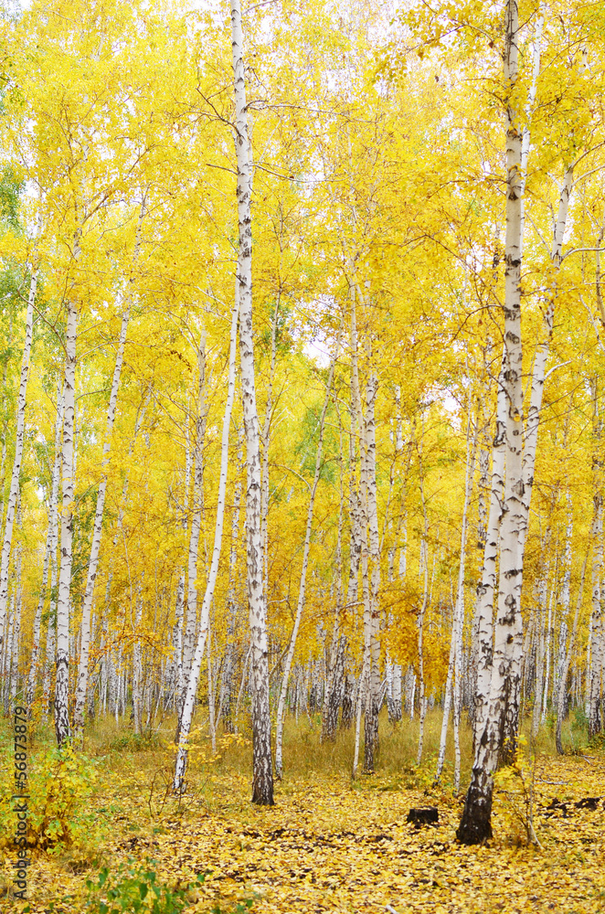 Fototapeta premium autumn forest