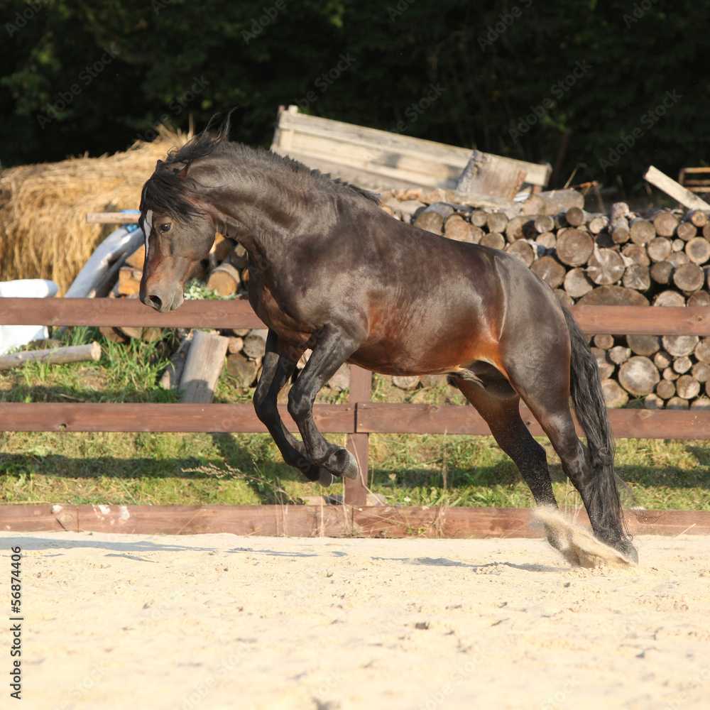 Fototapeta premium Gorgeous brown welsh cob jumping