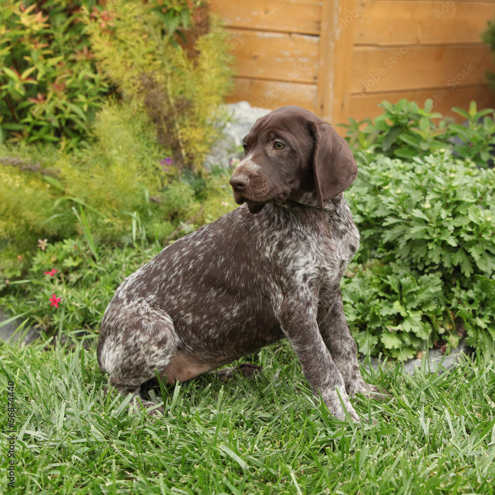 Adorable puppy in the garden