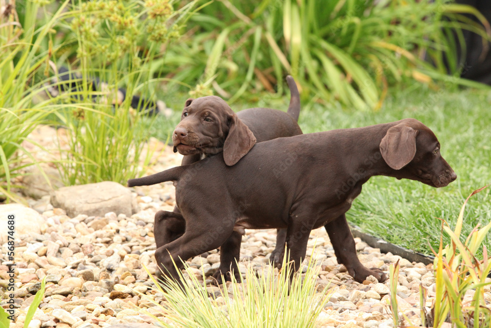 Two gorgeous puppies playing in the garden