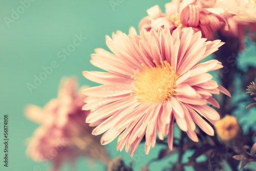Fototapeta Naklejka Na Ścianę i Meble -  delicate vintage pale pink asters. macro shot