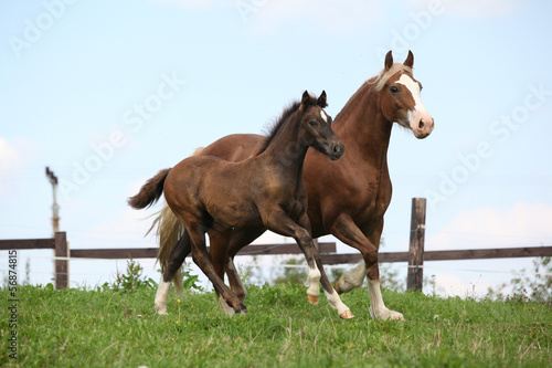 Fototapeta Naklejka Na Ścianę i Meble -  Beautiful mare with foal running