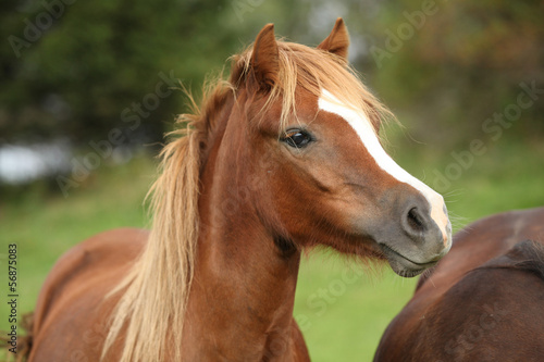 Nice young pony