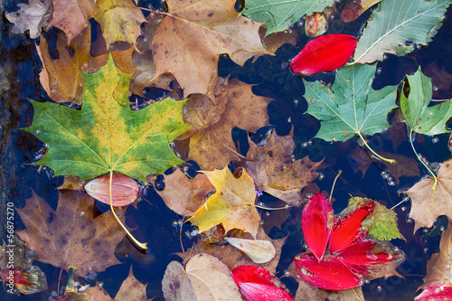 Autumn leaves floating in pond.
