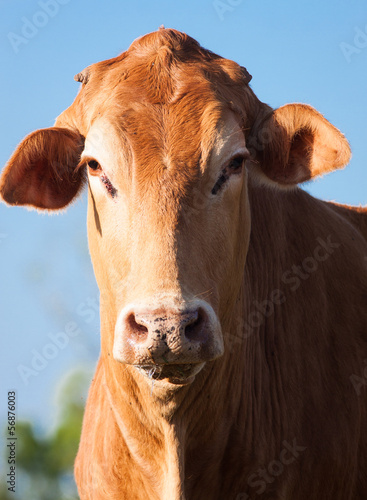 Close-up of brown  cow © Johan Larson