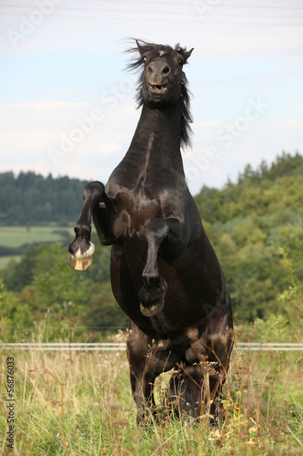 Fototapeta Naklejka Na Ścianę i Meble -  Angry black horse on pasturage