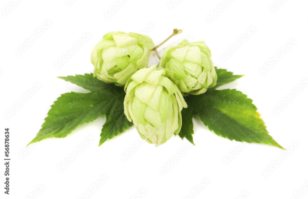 White hop flowers with leaves. White hop flowers with leaves.