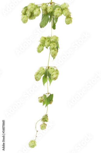 CLoseup of hop branch with flowers.