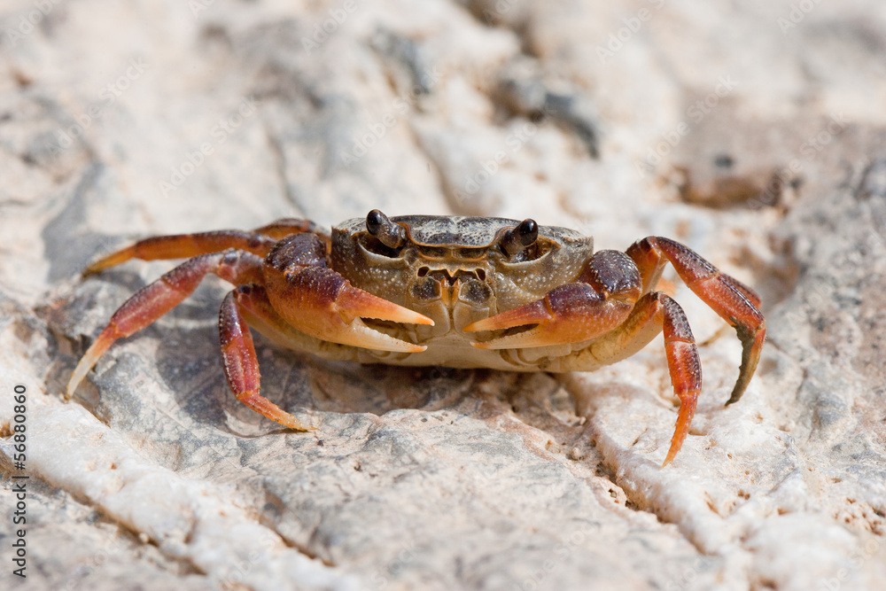 Crab