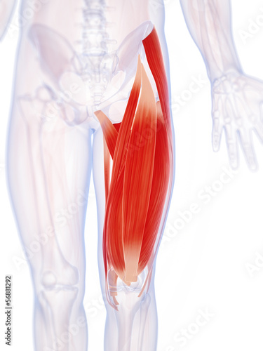 3d rendered illustration of the upper leg musculature