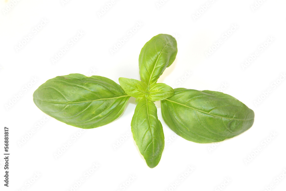 basilic basilic