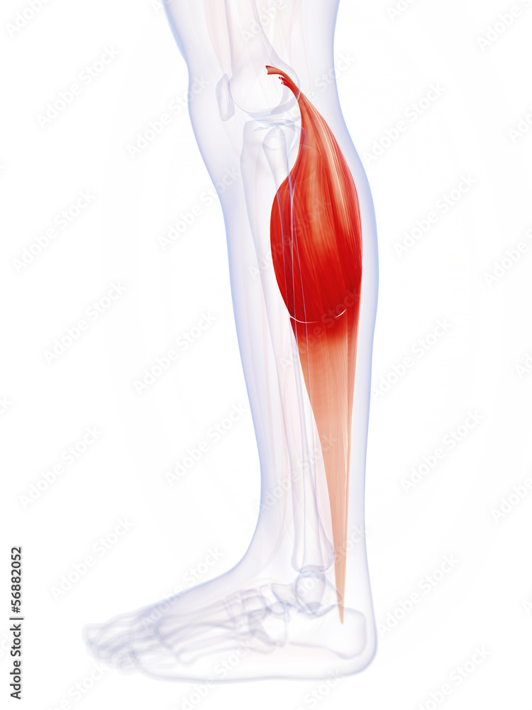 3d rendered illustration of the gastrocnemius muscle 3d rendered illustration of the gastrocnemius muscle