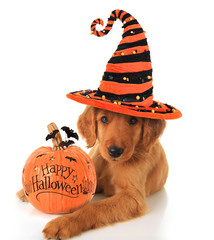 Halloween puppy