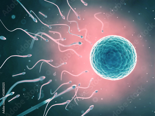 3d rendered illustration of the fertilization