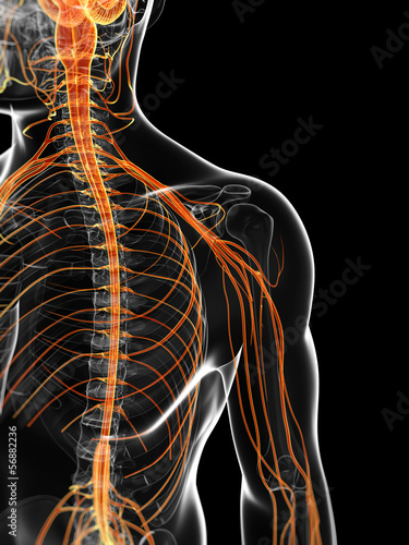 3d rendered illustration of the male nervous system