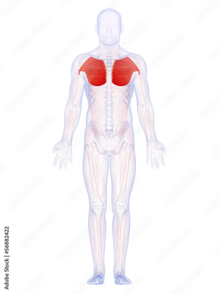 3d rendered illustration of the breast muscles