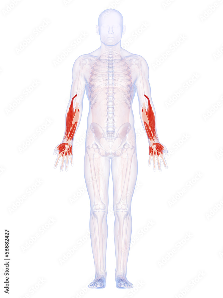 3d rendered illustration of the lower arm muscles 3d rendered illustration of the lower arm muscles