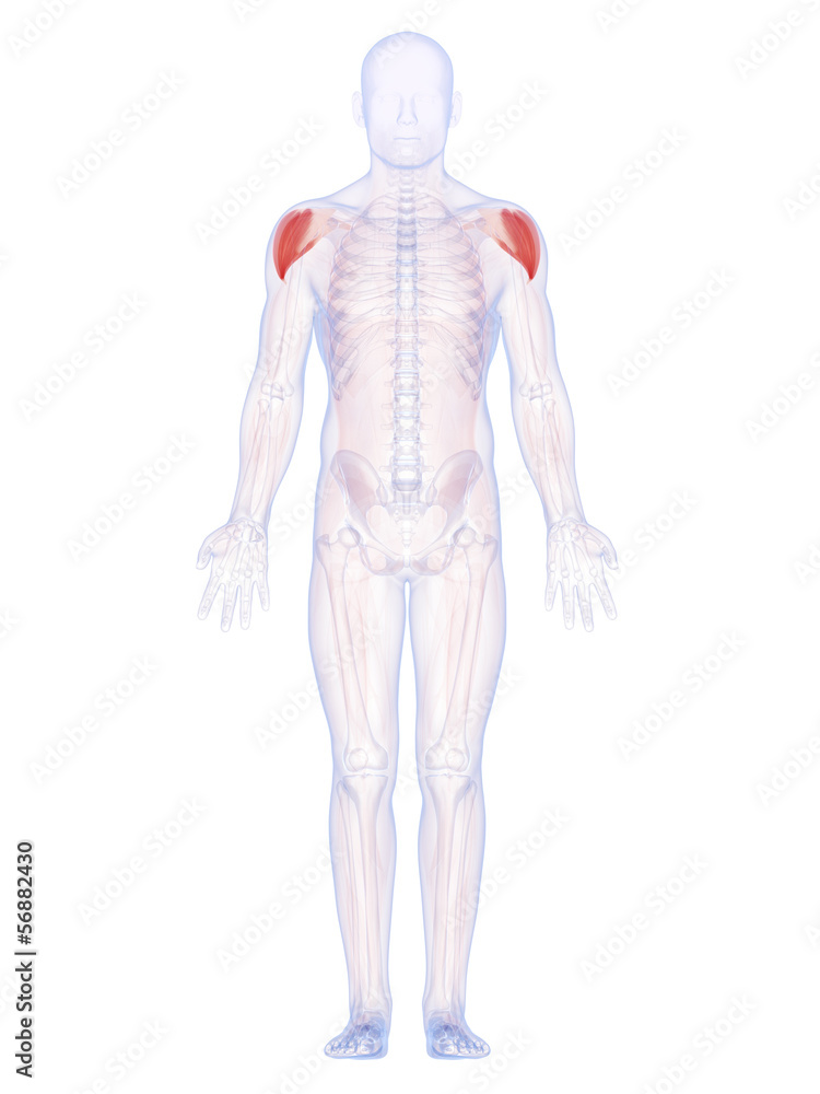 3d rendered illustration of the shoulder muscles 3d rendered illustration of the shoulder muscles