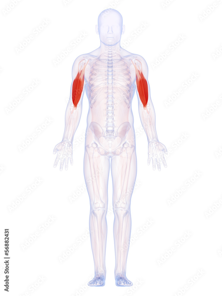3d rendered illustration of the upper arm muscles